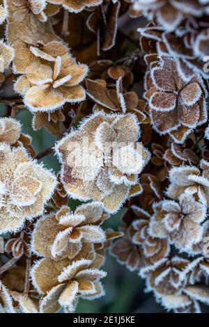 Mop head Hydrangea seed heads caught by the frost and lit by the sun rise. Wildlife friendly gardening. Rose Cottage Garden. Stock Photo