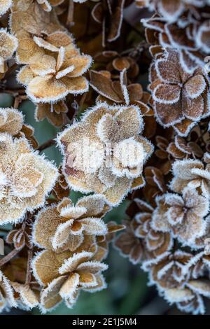 Mop head Hydrangea seed heads caught by the frost and lit by the sun rise. Wildlife friendly gardening. Rose Cottage Garden. Stock Photo