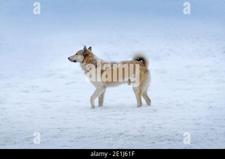 Young dog walking in the snow. Dog on snow in winter. Mongrel dog first sees snow in the winter. Stock Photo