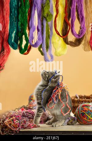 Baby kitten playing with many ball of woolen threads. Kitten playing with multicoloured clew. Stock Photo