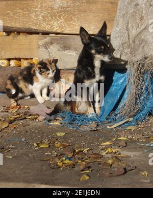 Wild  hungry puppy and kitten outdoor. Dirty street puppy walk in the streets. Caring for street animals. Lonely homeless stray hungry pets. Stock Photo