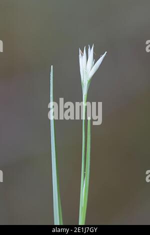 Rhynchospora alba, known as the white beaksedge, wild bog plant from Finland Stock Photo