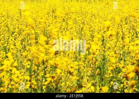 Blooming Sunn hemp flowers swinging in the wind, abstract yellow flowers are in bloom swinging in the wind, sunn hemp field in summer. Long exposure. Stock Photo