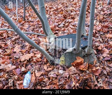 New life. Branches sprout from cut-down tree stump amidst carpet of dead leaves in Winter in Humboldthain Volkspark,Mitte,Berlin,Germany. Stock Photo