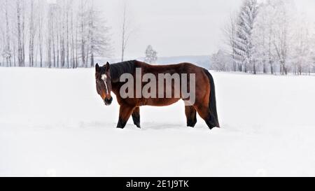 Dark brown horse walks on snow covered meadow, trees in background, view from side Stock Photo