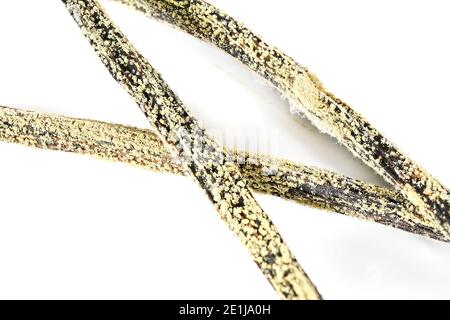White / yellow mould or mildew growing on vanilla sticks stored improperly in wet and cold fridge - close up detail photo isolated on white background Stock Photo