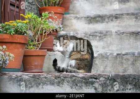 The pretty cat was sitting on a staircase on Lake Garda. She had something in her focus and did not notice the passers-by. Stock Photo