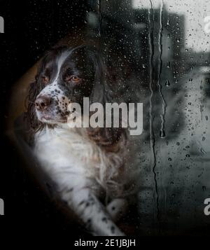 Sad dog, bad dog .... Springer Spaniel Emma with a destroyed rugby ball ...