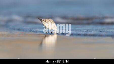 Early morning sunrise lighting up the sea, sand & the wading Sanderling whilst looking for food along the winter shoreline Stock Photo