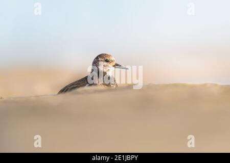 Early morning sunrise lighting up the Turnstone sitting in-between the stones on the pier wall. Stock Photo