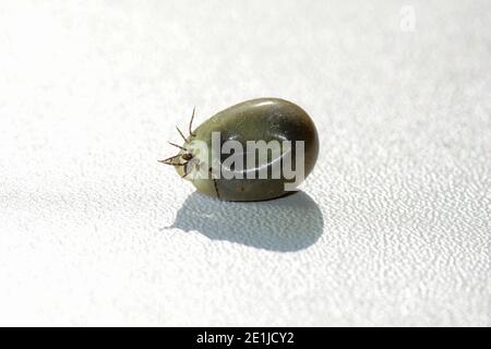 Blood-sucking ectoparasites - a tick soaked with blood, with secretion drops that come out of the body Stock Photo