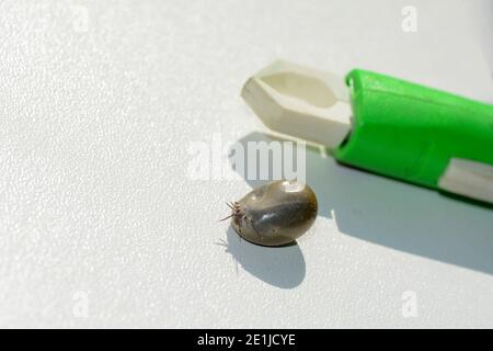 Blood-sucking ectoparasites - A tick soaked with blood and a tick-puller on a white background Stock Photo