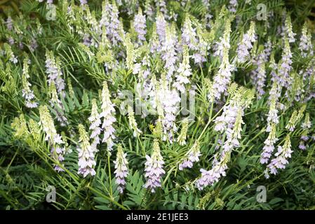 French lilac (Galega officinalis) Stock Photo
