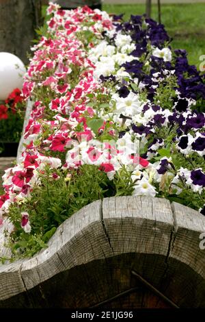 Variety of petunias in wooden container Stock Photo