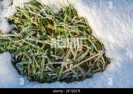 A patch of frozen grass in a snow covered field Stock Photo