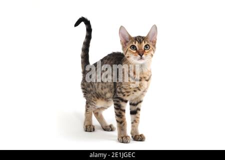 Purebred smooth-haired kitten on a white background Stock Photo