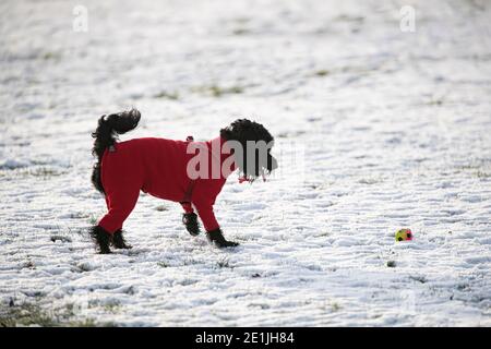 A black Sprockerpoo dog wearing a red winter jacket and playing with a coloured ball on a snow covered field Stock Photo