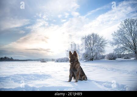 German Shepherd Dog (Alsatian) sitting in the snow on a cold sunny winter day, against the sun Stock Photo