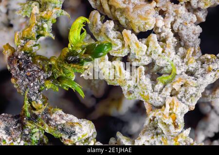 Closeup of moss plants covered by calcareous sinter from the spring of the Hase near Dissen in Germany Stock Photo