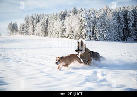 Two dog friends playing in the snow, a German Shepherd dog and a Pit Bull Stock Photo