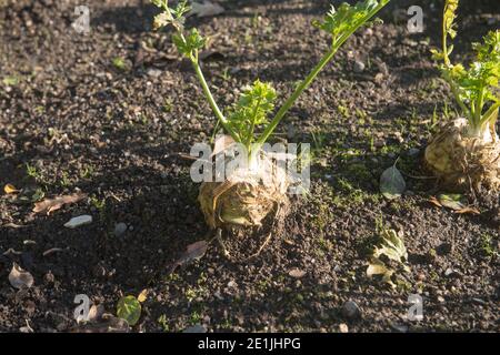 Autumn Home Grown Organic Celeriac Heads (Apium graveolens var. rapaceum 'Monarch') Growing on an Allotment in a Vegetable Garden in Rural Devon Stock Photo