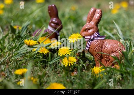 A portrait of chocolat easter bunnies standing in the grass waiting for children to find them. They are surrounded by yellow dandelions in the garden Stock Photo