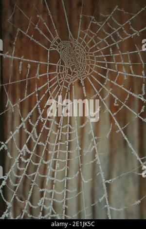 Spiders web frozen with wooden background Stock Photo