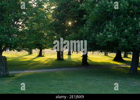 Horse Chestnut trees in flower during spring time / springtime in Bushy Park, Hampton, UK, shown at sunset with rays of sun passing through fresh green new leaf / tree leaves and a warm sky. (119) Stock Photo