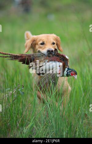 Golden retriever is carrying a big male pheasant in its mouth. Golden retrievers make for great gundogs but are less used than Labrador Retrievers Stock Photo