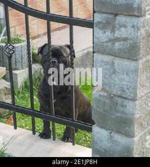 black boxer dog watchdog standing in the garden behind iron fence bars, guarding the house Stock Photo