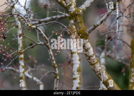 Melia azedarach or chinaberry tree. Melia fruit during the rain Stock Photo
