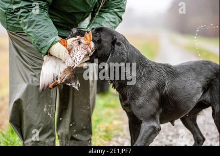 Black Labrador Retriever delivering duck in handler's hand during a hunting day. Labrador Retrievers are great hunting dogs and are very easy to train Stock Photo
