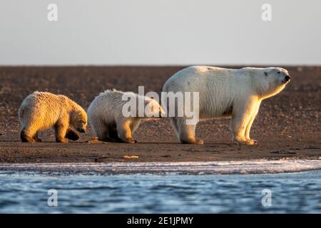 Polar bears (Ursus maritimus) in the Arctic Circle of Kaktovik, Alaska Stock Photo
