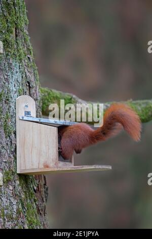 Eurasian red squirrel (Sciurus vulgaris) eating nuts from squirrel feeder in tree in garden in winter Stock Photo