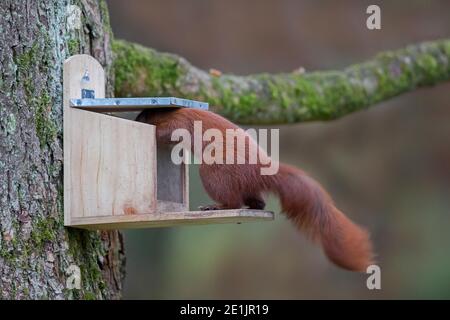 Eurasian red squirrel (Sciurus vulgaris) eating nuts from squirrel feeder in tree in garden in winter Stock Photo
