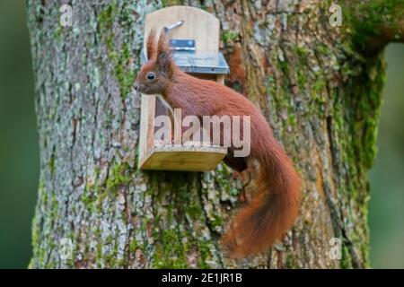 Eurasian red squirrel (Sciurus vulgaris) eating nuts from squirrel feeder in tree in garden in winter Stock Photo
