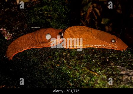 two large red slugs crawl over a tree trunk Stock Photo