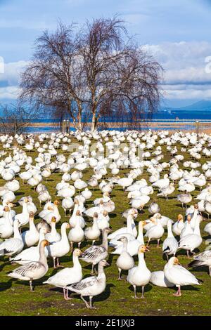 Lesser Snow Geese resting in Garry Point Park Steveston British Columbia Canada Stock Photo