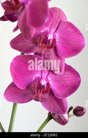Purple spotted Phalaenopsis Moth Orchid flowers and buds on white background Stock Photo