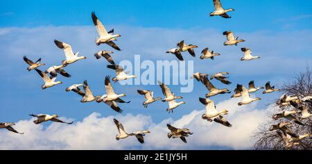 Snow Geese taking flight from Garry Point Park in Steveston British Columbia Canada Stock Photo