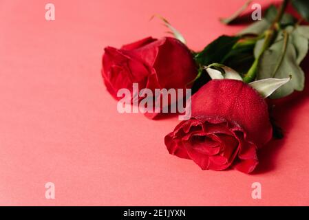 monochrome of red roses on rd background. close up of wet rip red roses on red background Stock Photo