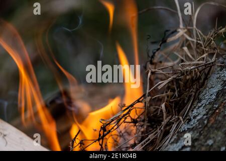 Dried blades of glass are placed on a wooden log in a burning outdoor fire as kindling. Some of the grass is already burned and smoking as flames rise Stock Photo