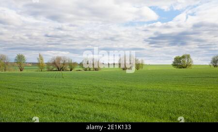 Wheat cultivation in Russia. shoots of wheat in the fields. Landscape with a wheat field in spring. Stock Photo