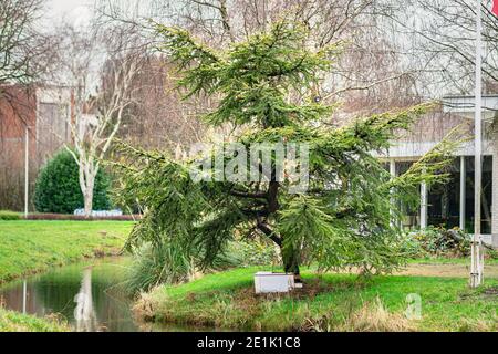 Scenic view of a cedar tree made in bonsai shape Stock Photo