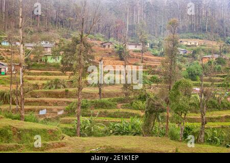 Tea plantations and houses in the Highlands surrounding Nuwara Eliya, Sri Lanka Stock Photo