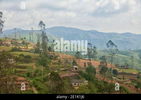 Tea plantations surrounding Nuwara Eliya, Sri Lanka Stock Photo