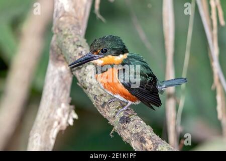American Pygmy Kingfisher, single adult perched on tree, Costa Rica, 28 March 2019