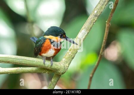 American Pygmy Kingfisher, single adult perched on branch, Costa Rica, 28 March 2019