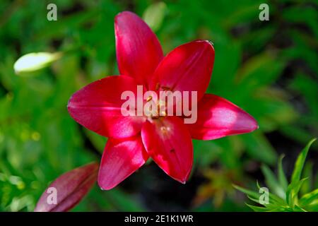 Single open red Daylily, background out of focus Stock Photo