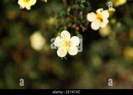 Small, delicate yellow white Potentilla flower - Potentilla fruiticosa Stock Photo